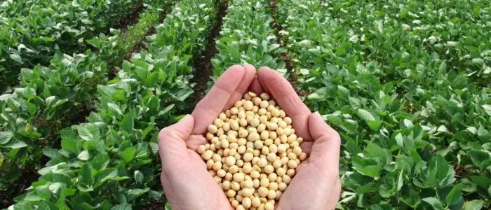 Soybeans next to a sample jar of amber crude soybean oil